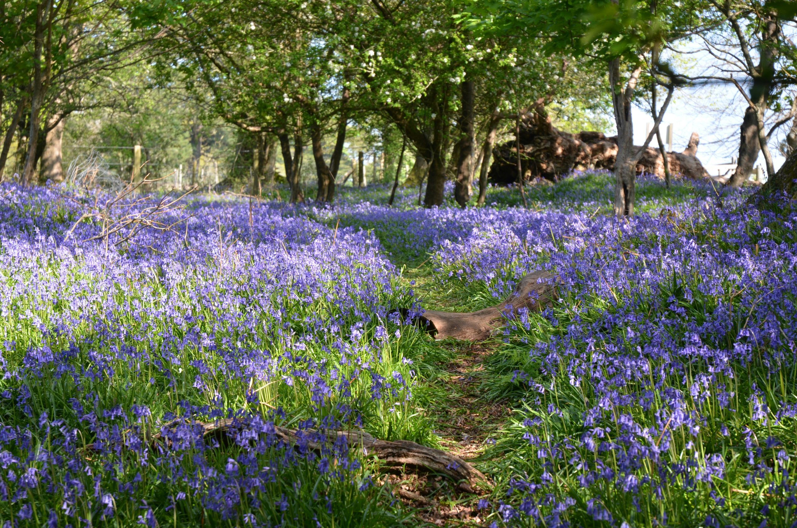 bluebell forest