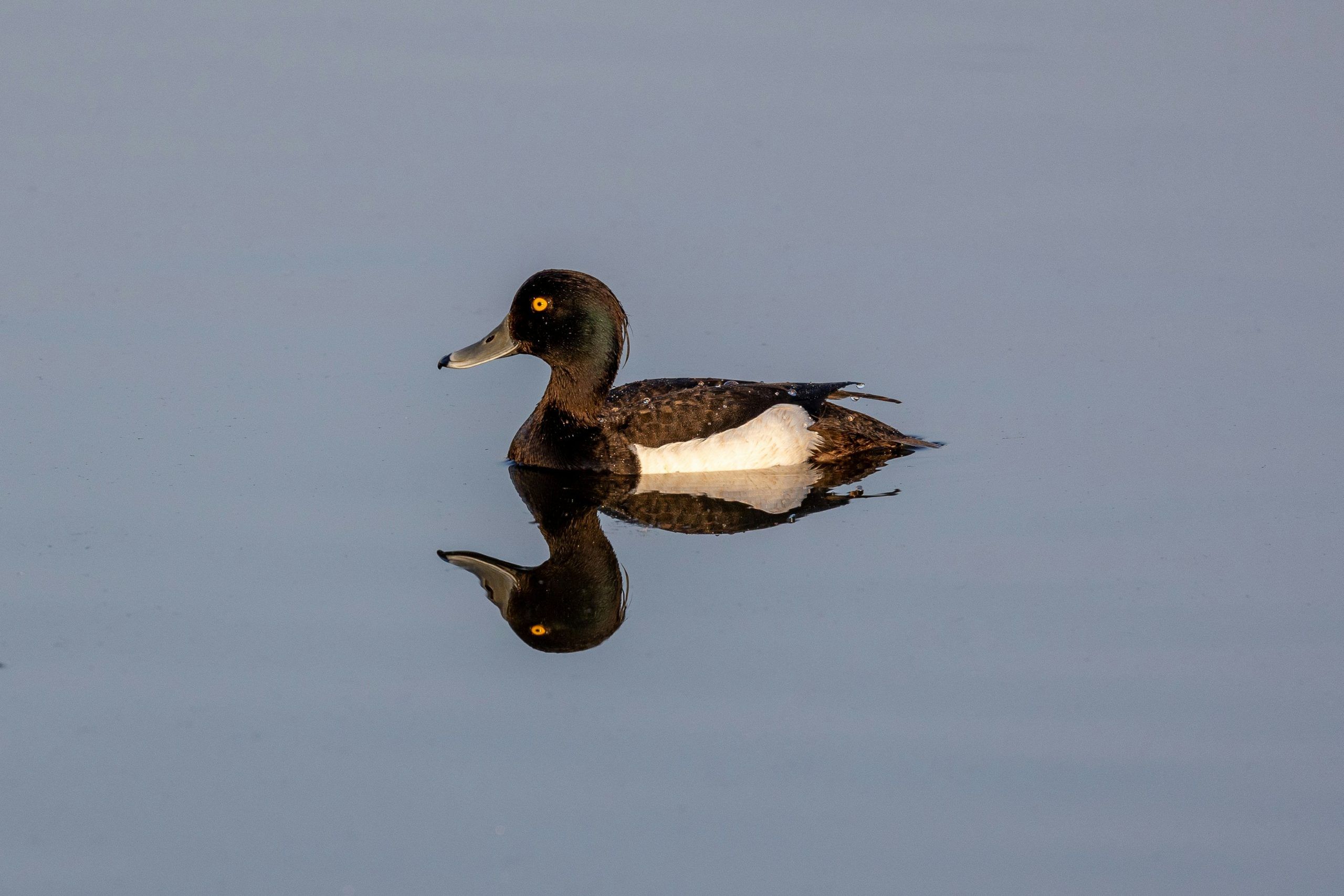 duck in water