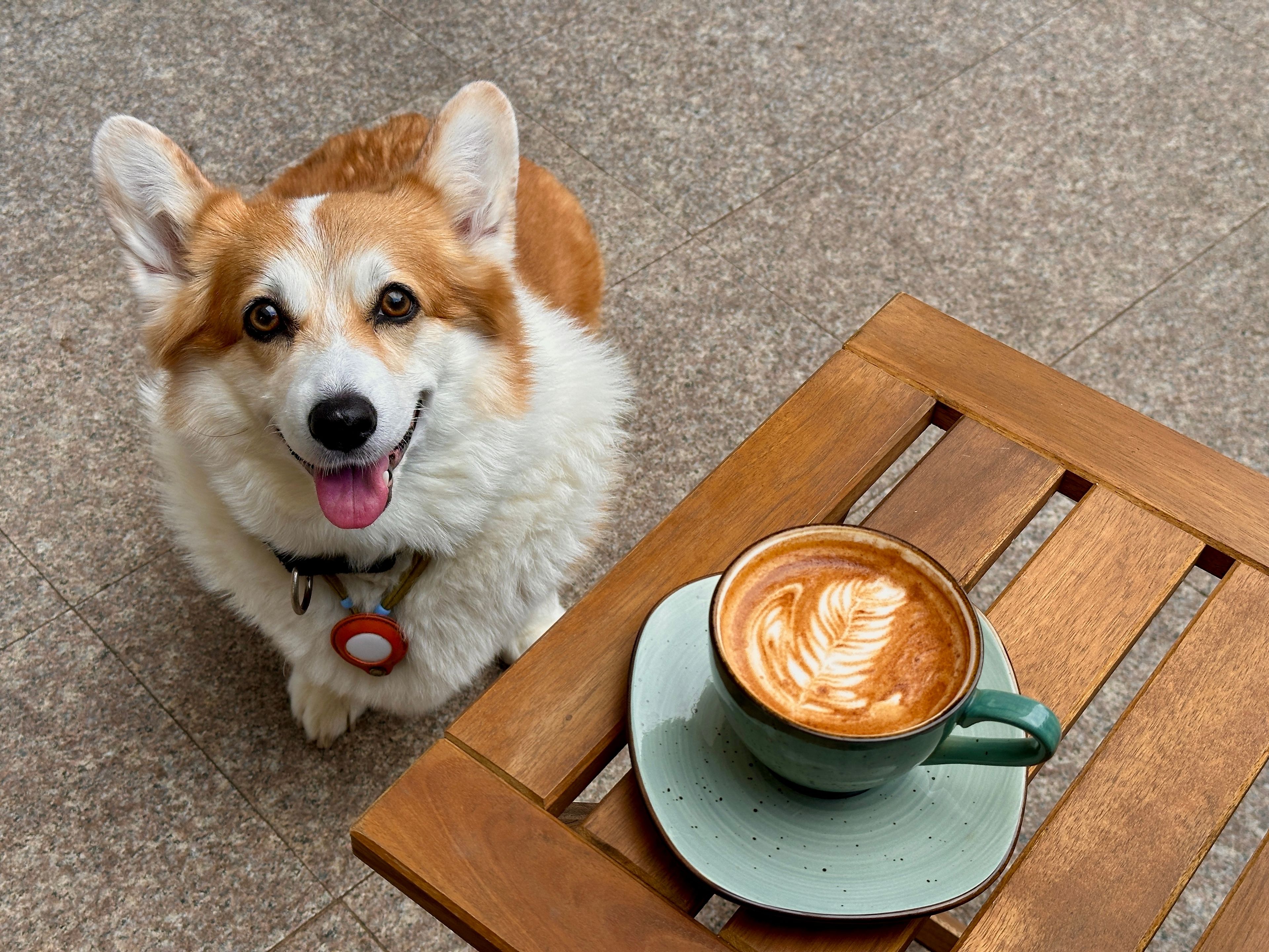 corgi and a cup of coffee outside